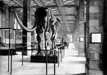 El Gran Mastodonte en la Galería Sureste del Museo de Historia Natural, South Kensington, Londres, 1890